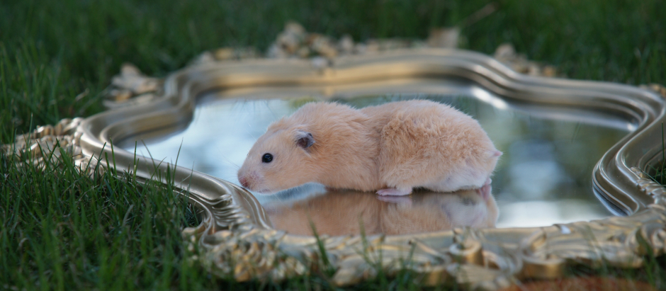 Un ratón camina sobre un espejo