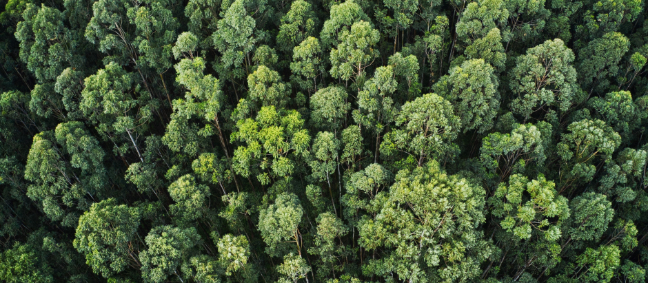 Imagen de un bosque, uno de los principales sumideros de carbono del planeta
