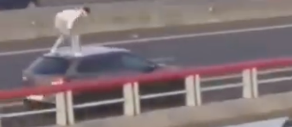Captura de un vídeo que circula en redes sociales y en el que se ve a un joven lanzarse al agua desde un coche que circula por Colindres