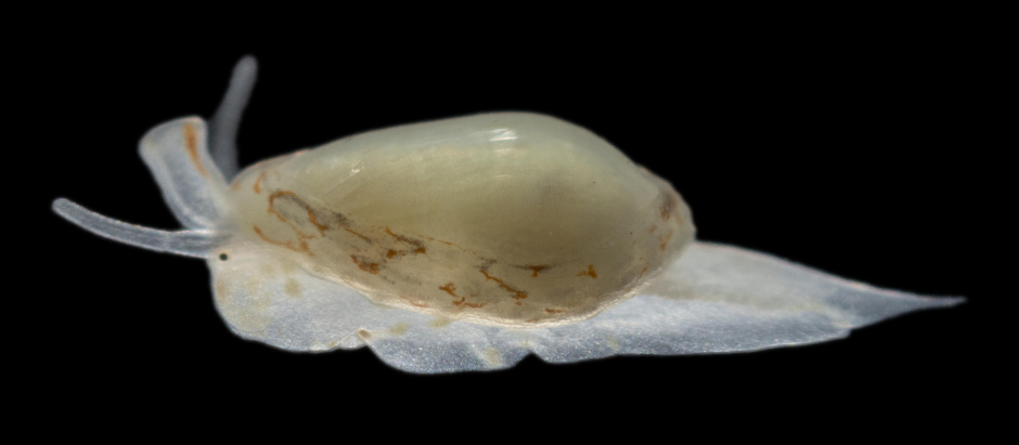 Granulina nekton, el molusco descubierto