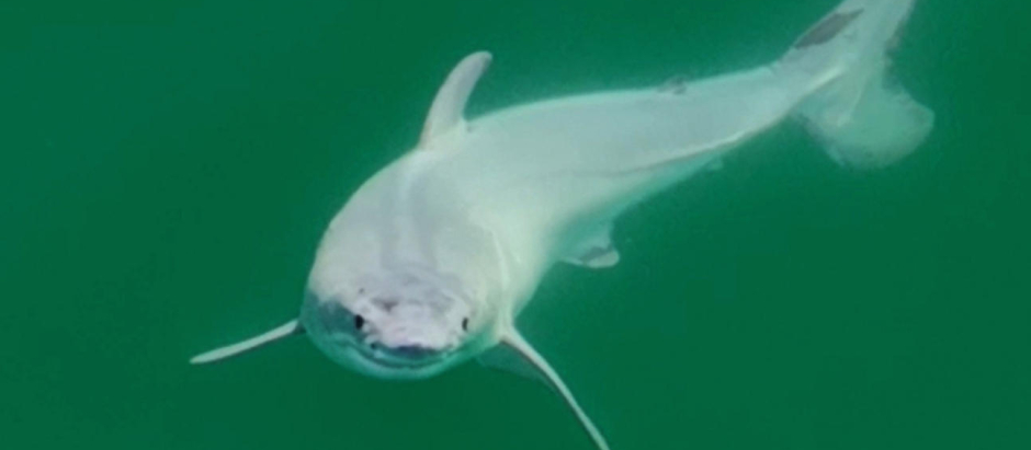 Primera imagen de una cría de tiburón blanco recién nacida