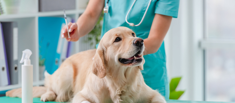 Una veterinaria con un perro en la consulta
