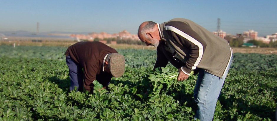 Agricultores trabajando en el campo de Madrid