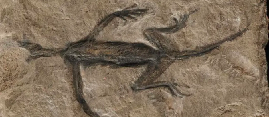 El fósil Tridentinosaurus antiquus