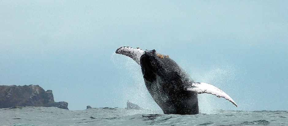 Imagen de una ballena barbada