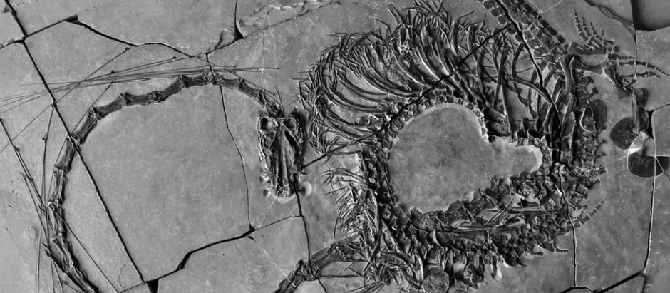 El fósil del Dinocephalosaurus orientalis hallado en China