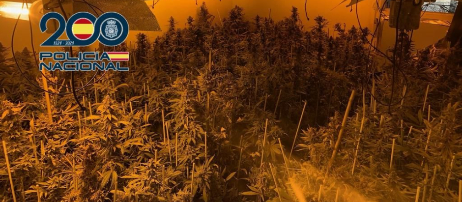 Plantación de marihuana desmantelada por la Policía Nacional