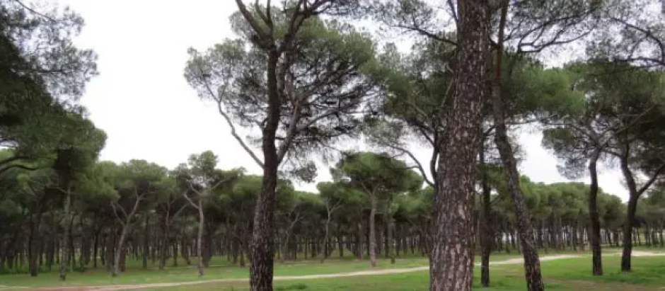 Árboles en la Comunidad de Madrid