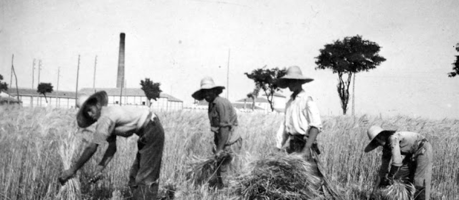 Agricultores españoles segando