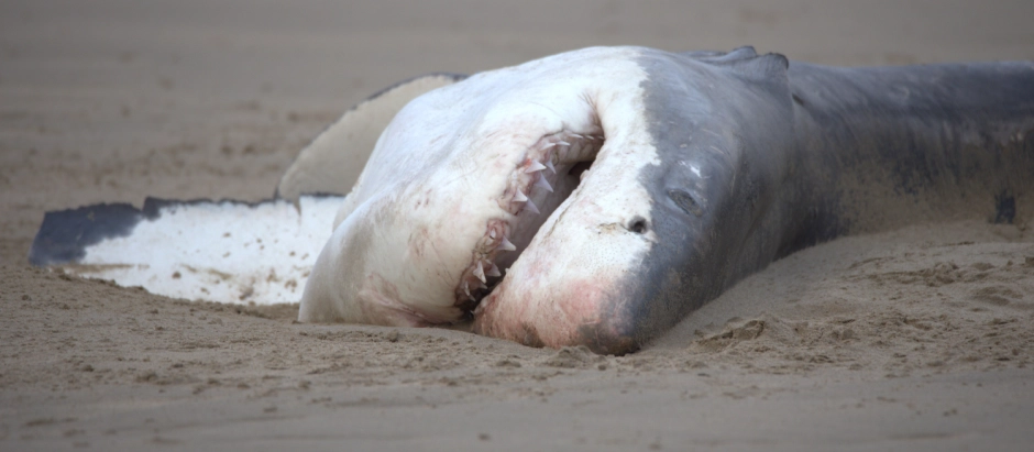 Tiburón asesinado por una orca