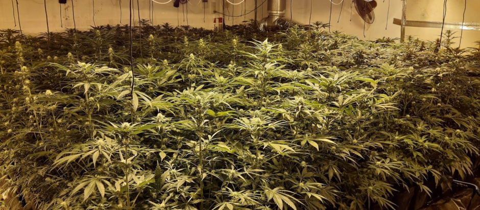 Un cultivo 'indoor' de marihuana