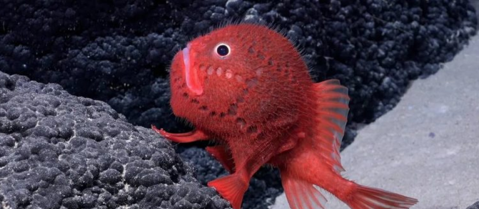 Un nuevo tipo de pez encontrado en las profundidades marinas