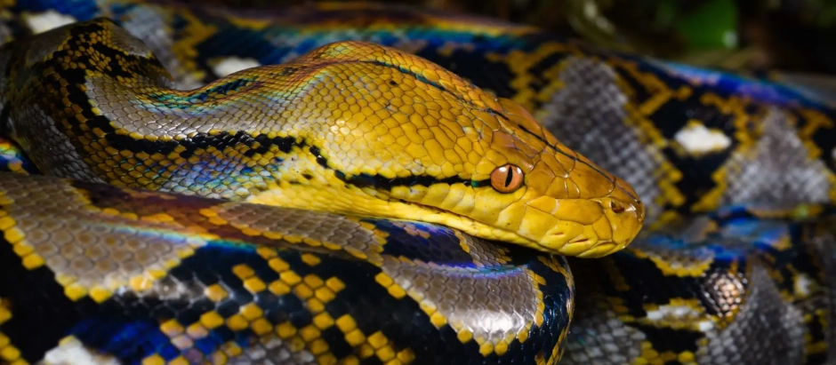 Pitón reticulada, una de las especies de serpientes para su consumo según los autores de la investigación