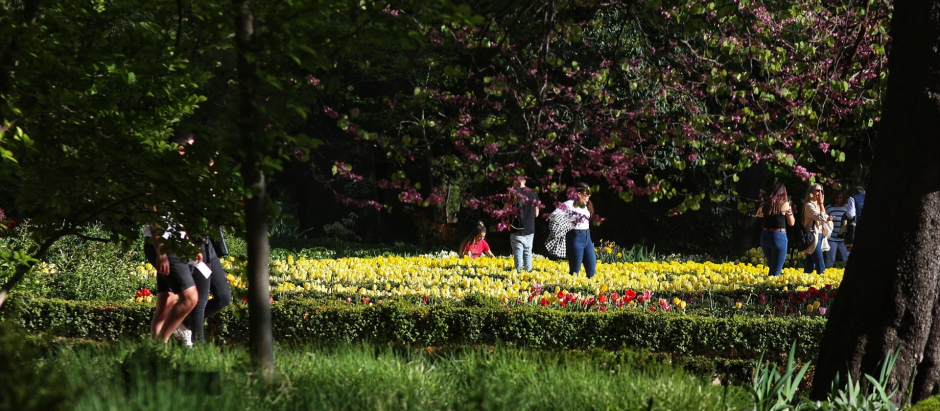 Tulipanes en el Real Jardín Botánico de Madrid