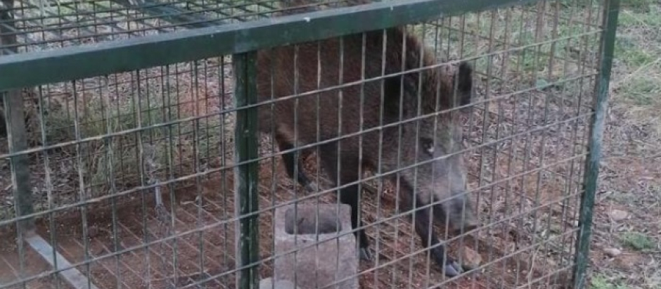 Un jabalí atrapado en una jaula