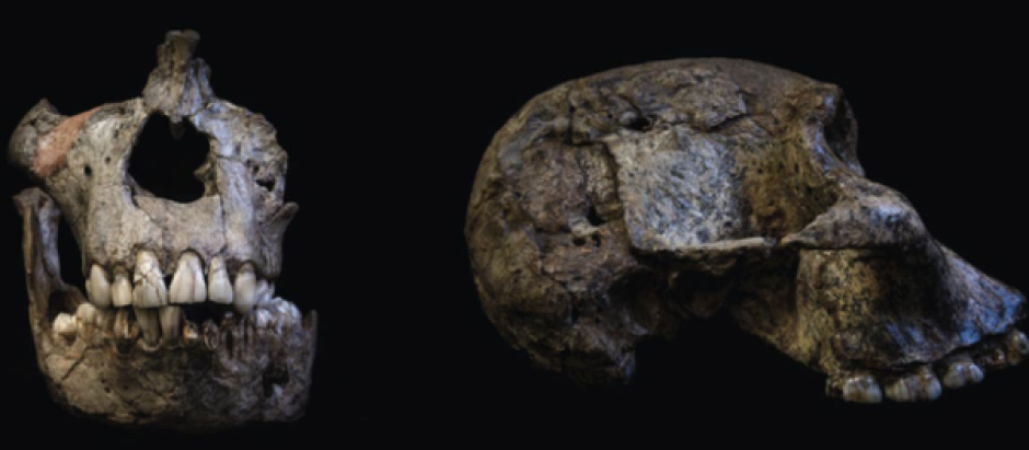El ancestro lejano de los seres humanos, Australopithecus africanus