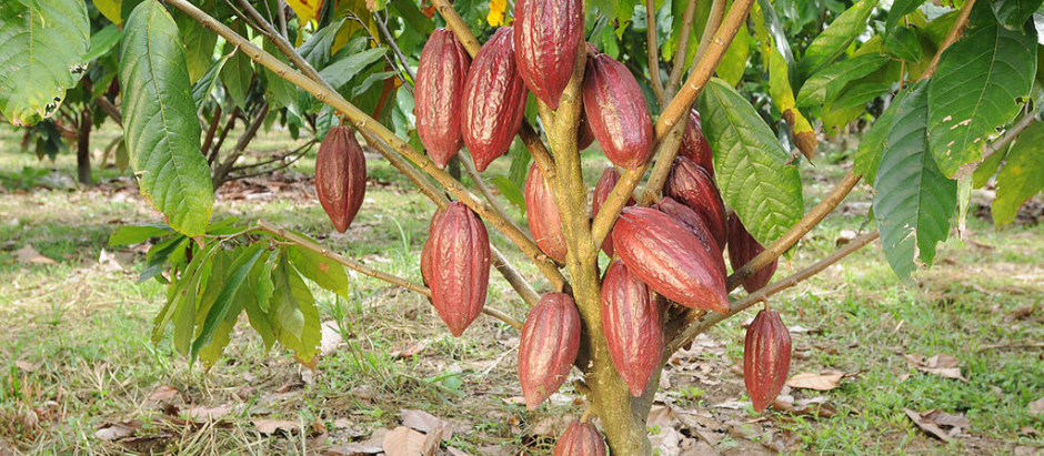 La producción de cacao este año