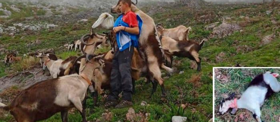 El pastor Kike Huerta y una de sus cabras muerta por los ataques de los lobos