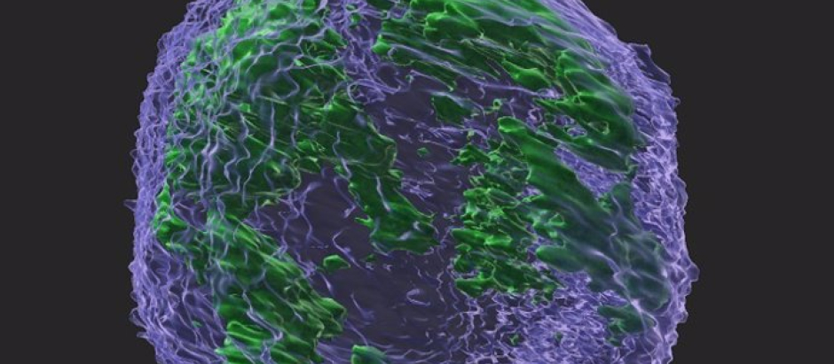 Imagen tridimensional del núcleo de una célula cancerosa