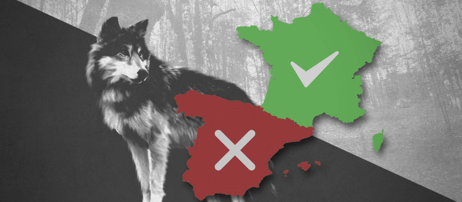 Francia autoriza la caza del lobo mientras en España se encuentra protegido