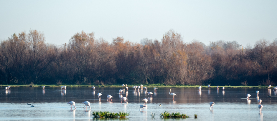 Se han contabilizado en las marismas de Doñana 120.649 ejemplares de aves acuáticas, el 18 % de su máximo,