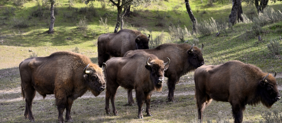 Bisontes en la Sierra de Andújar