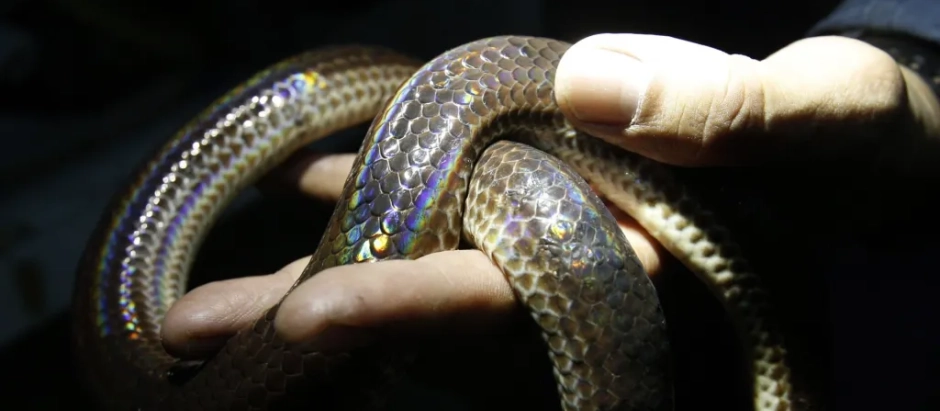 Imagen de una serpiente no venenosa
