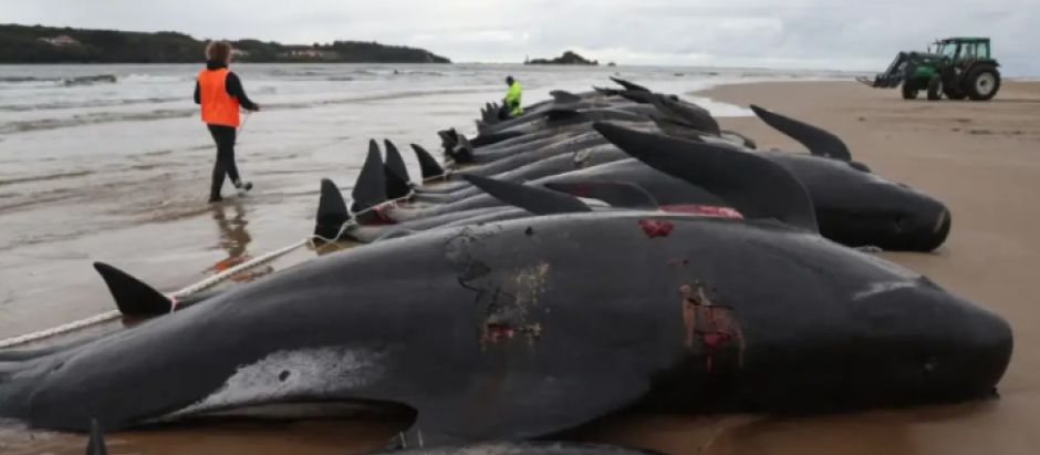 Ballenas piloto varadas en una playa de Australia