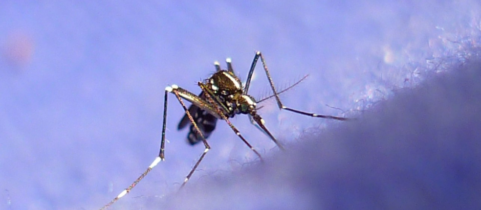 Imagen de un mosquito tigre