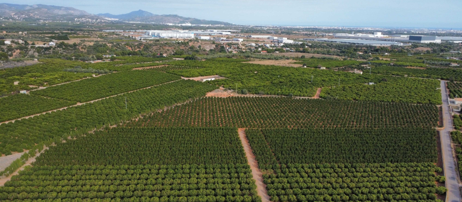 Zona citrícola de Onda afectada, una de las de mayor valor agrícola y económico de la Comunidad Valenciana