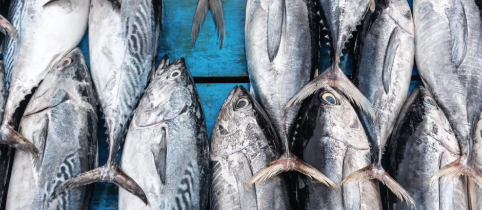 El atún en lata es uno de los alimentos más socorridos de la cocina
