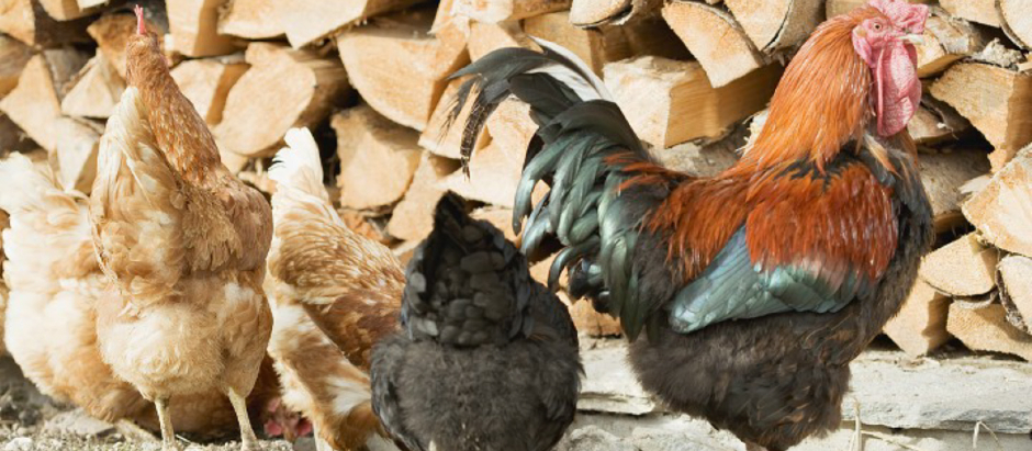 La gripe aviar suele estar vinculada a infecciones en granjas