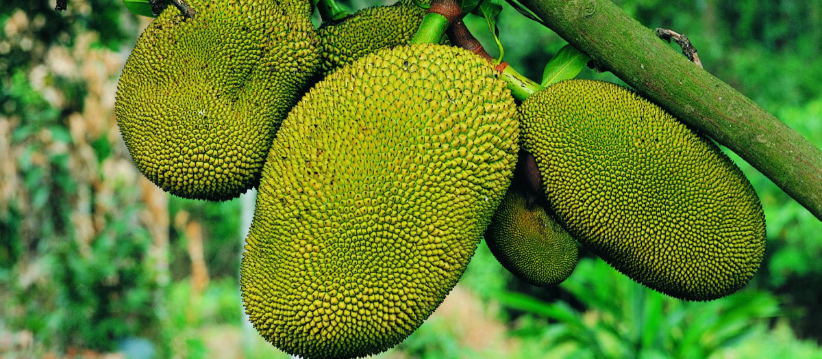El árbol 'jackfruit' puede producir hasta 250 frutos en su mejor época