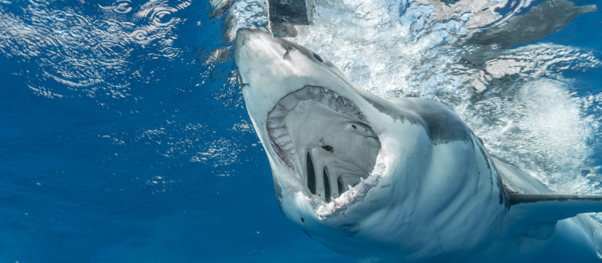 Tiburón blanco