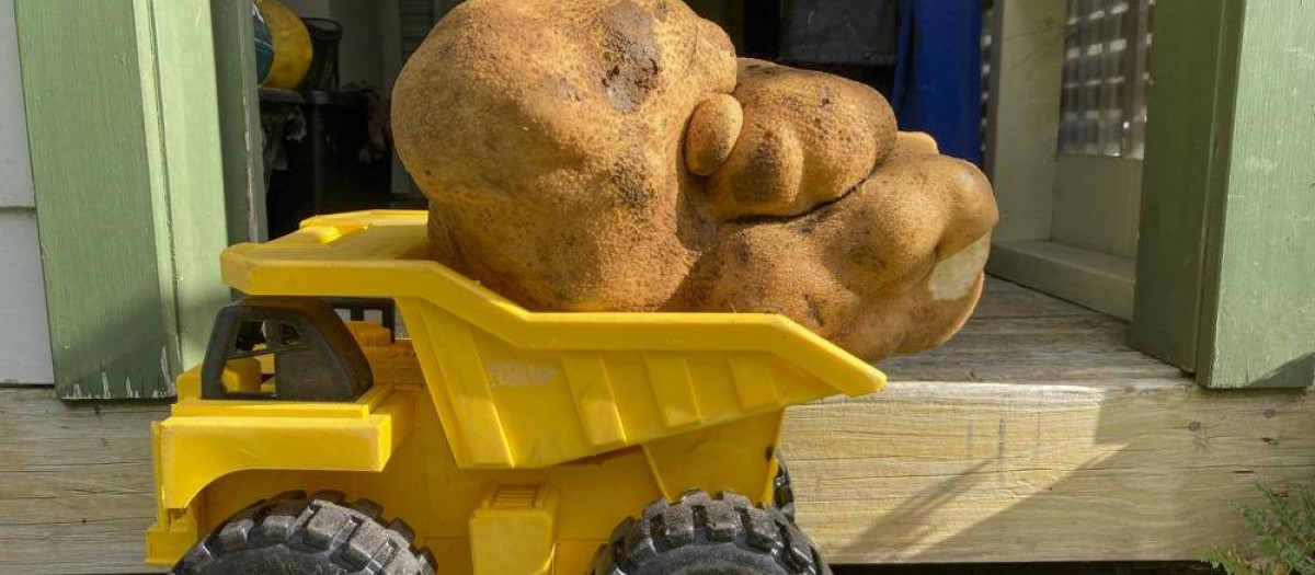 Doug, la patata, descansa en el camión amarillo de Colin