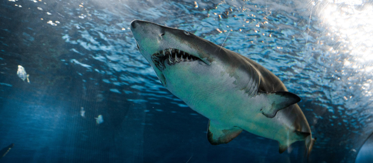 tiburones