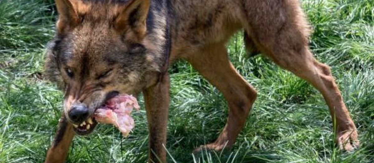 Un lobo ibérico con una de sus presas