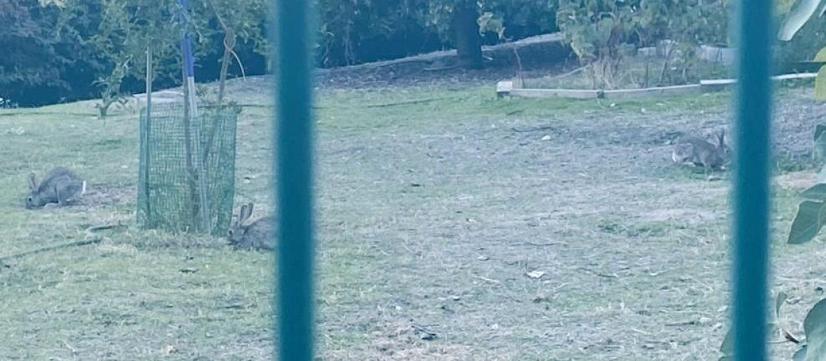 Conejos en un parque de Carabanchel Alto
