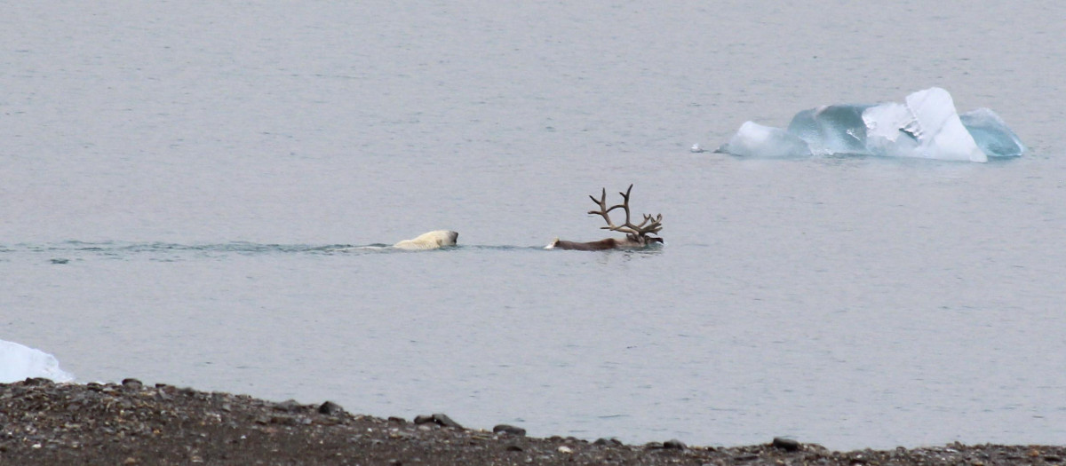 Momento en que la osa polar persigue a un reno