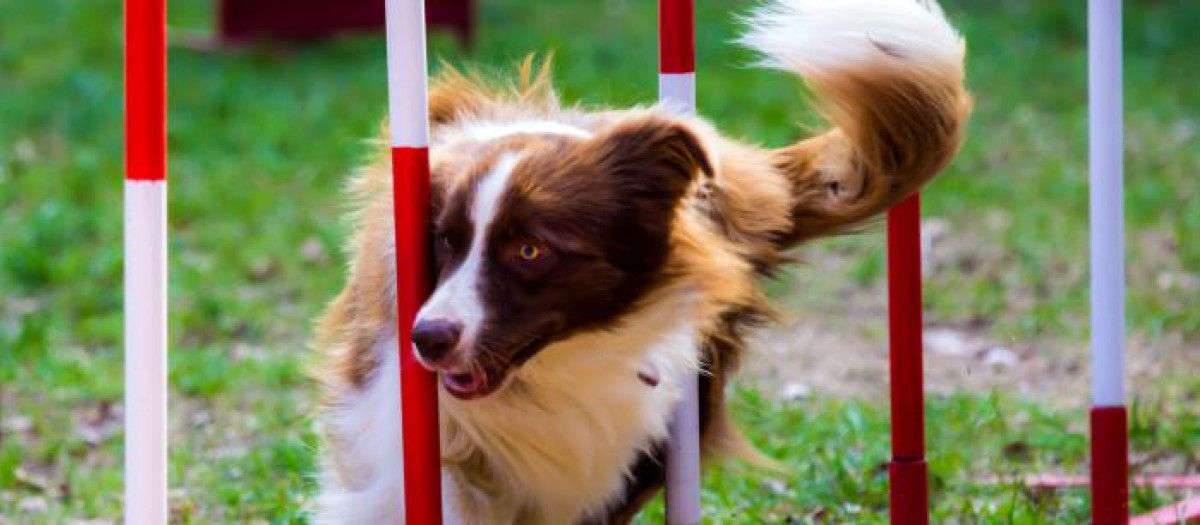 Un ejemplar de Border Collie, una de las especies que más vocabulario es capaz de retener