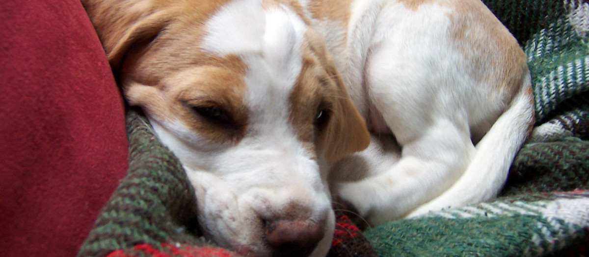 La Aedpac asegura que la propuesta de normativa es «una barbaridad»