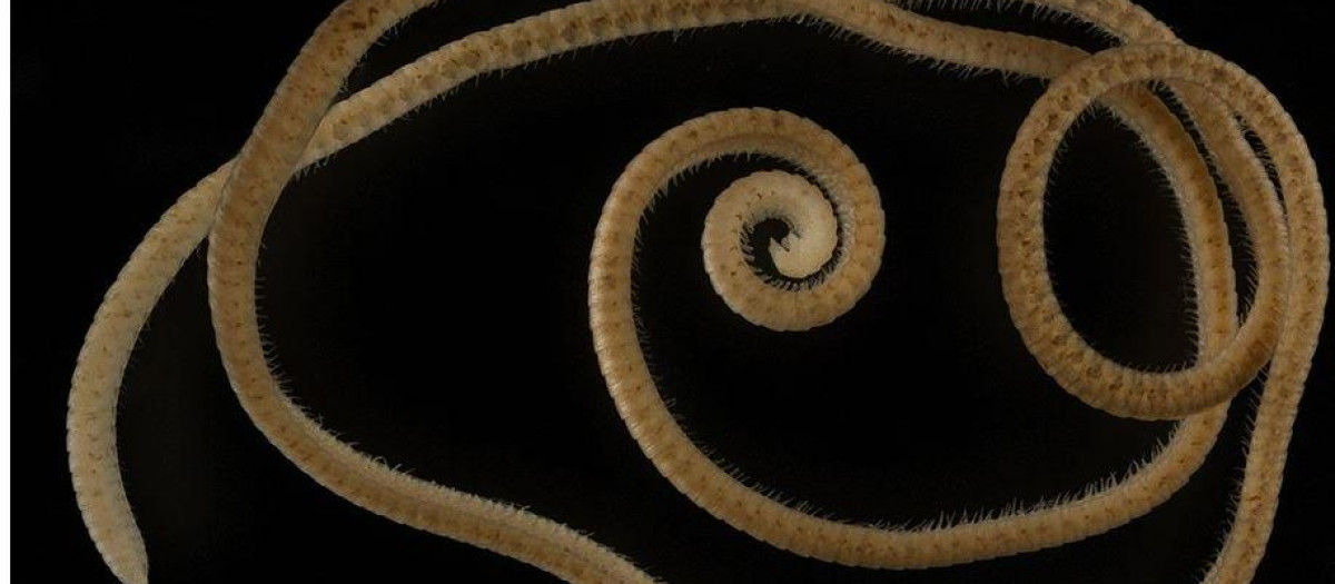 Imagen del Eumillipes persephone