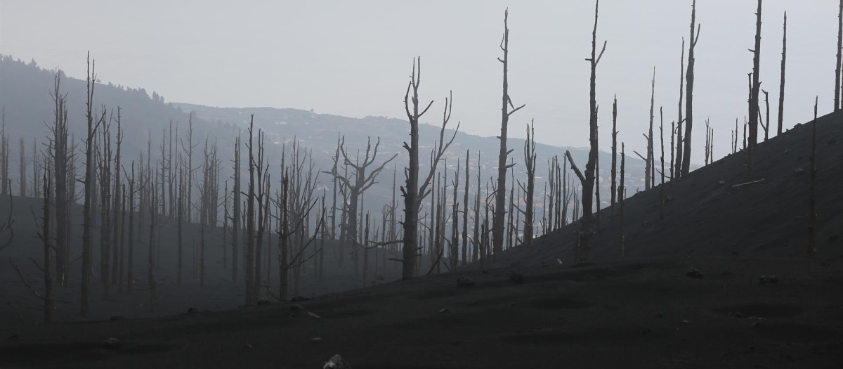Zona de vegetación desde el acceso a una de las zonas restringidas de La Palma 'El Pilar', afectada por la erupción del volcán de Cumbre Vieja