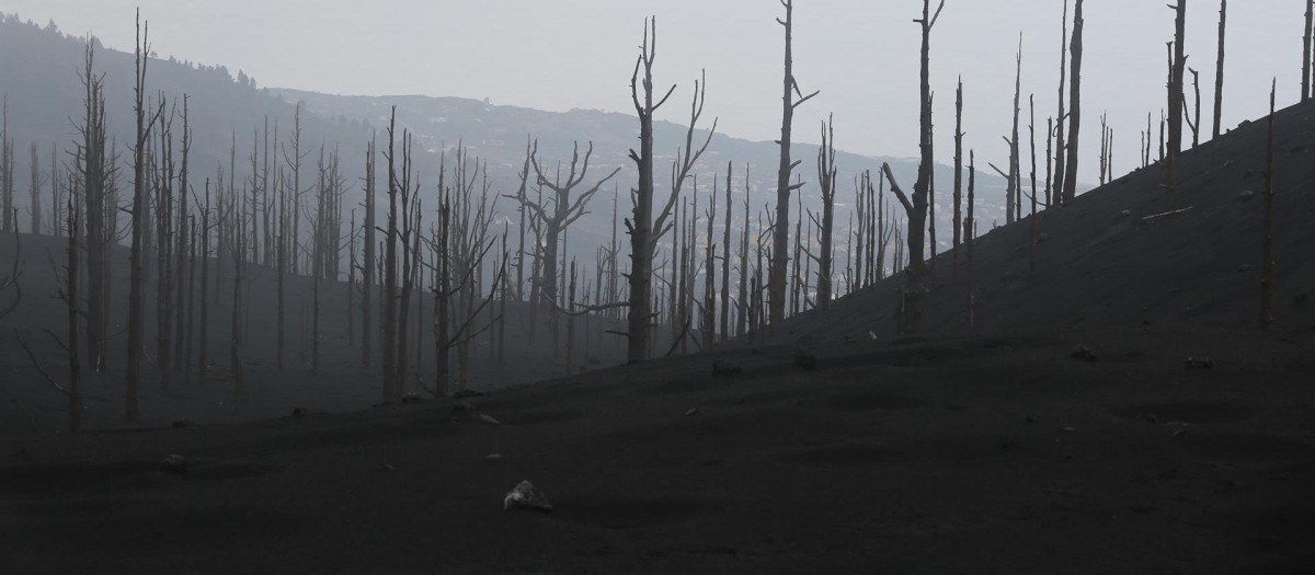 Zona de vegetación desde el acceso a una de las zonas restringidas de La Palma 'El Pilar', afectada por la erupción del volcán de Cumbre Vieja