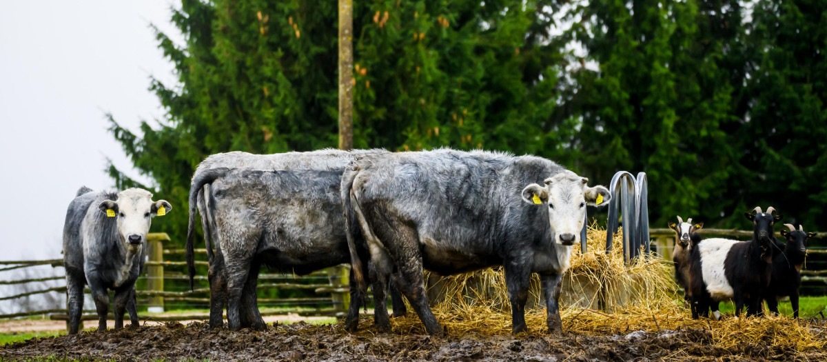 Una manada de vacas azules pastan en Kalvene (Letonia)