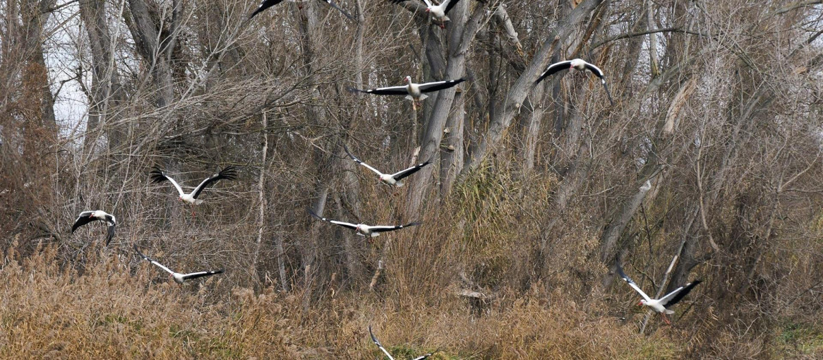 Zona del río Segre (Gerona) donde aparecieron muertas varias aves