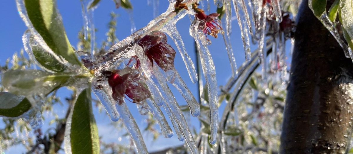 Árboles frutales afectados por una helada