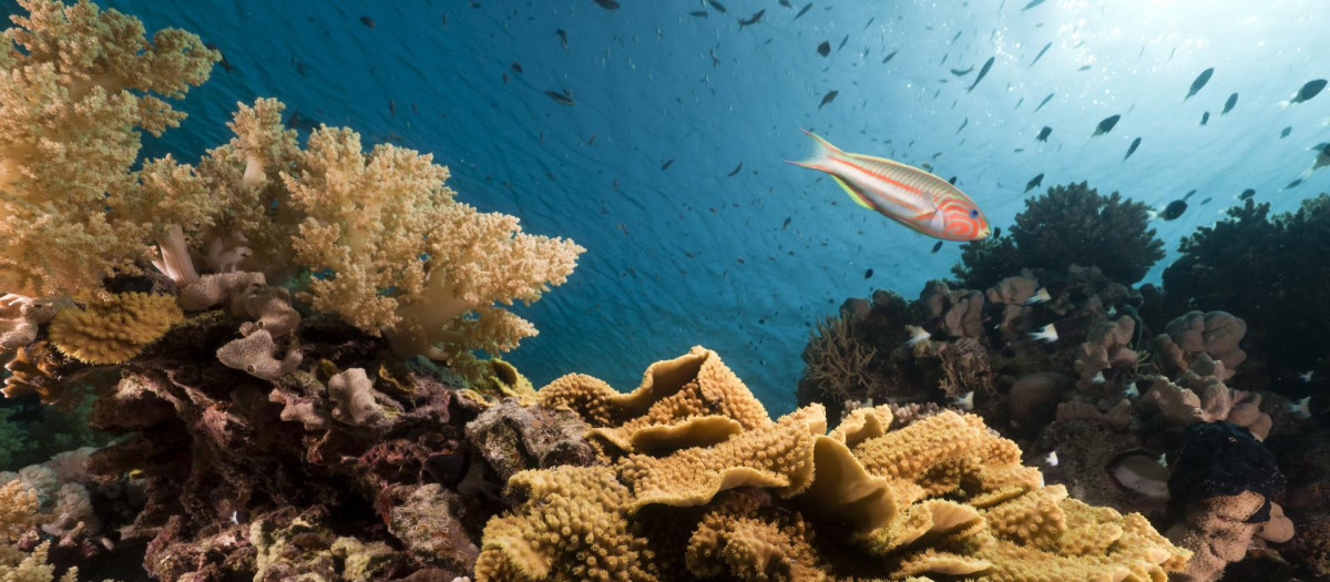 Los arrecifes de coral son uno de los ecosistemas más valiosos y biológicamente diversos de la Tierra