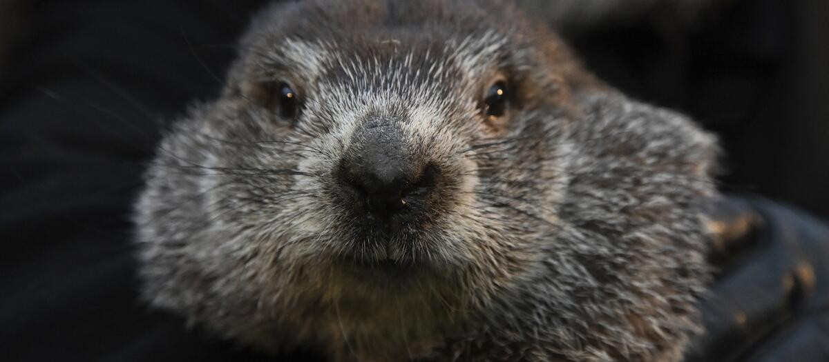 Marmota Punxsutawney Phil