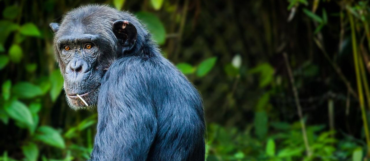 Estos primates son capaces de comportamientos relacionados con la empatía